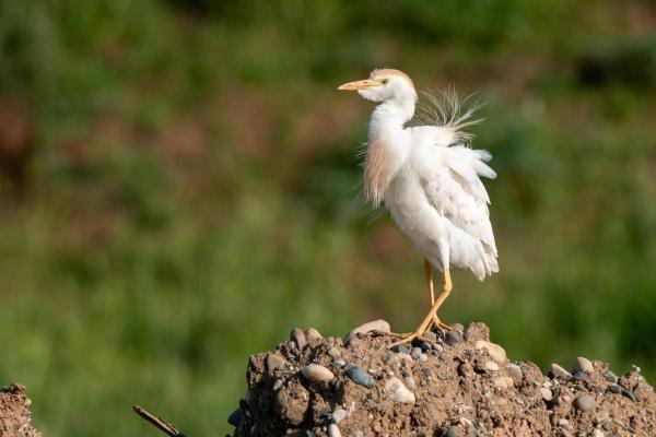 Tipos de garças - 5. Garça-vaqueira (Bubulcus ibis)