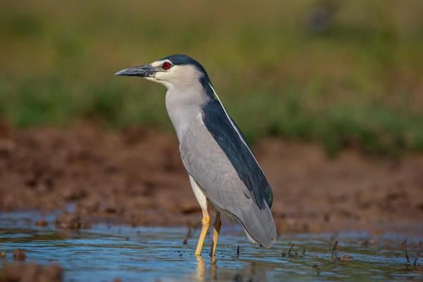 Tipos de garças - 7. Socó-dorminhoco (Nycticorax nycticorax)