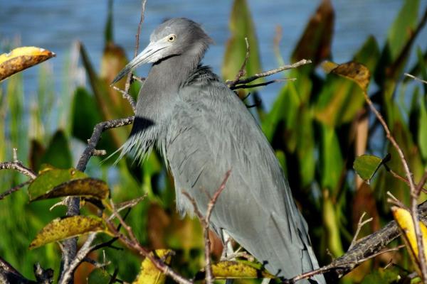 Tipos de garças - 9. Garça-azul (Egretta caerulea)