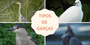 Tipos de garças