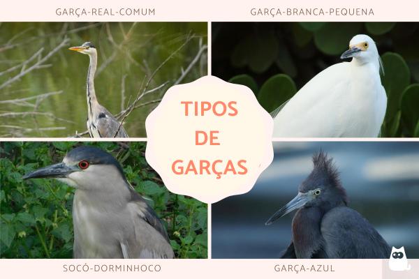Tipos de garças