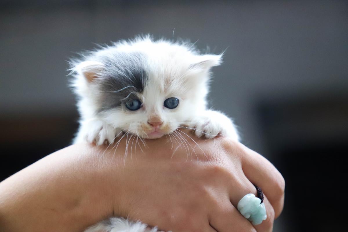 O que dar de comer para um gato de dois meses?