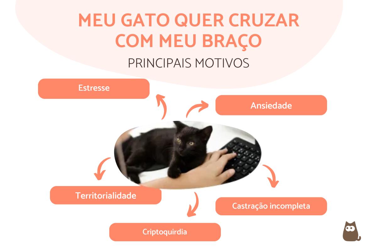 Meu gato quer cruzar com meu braço - Causas e o que fazer