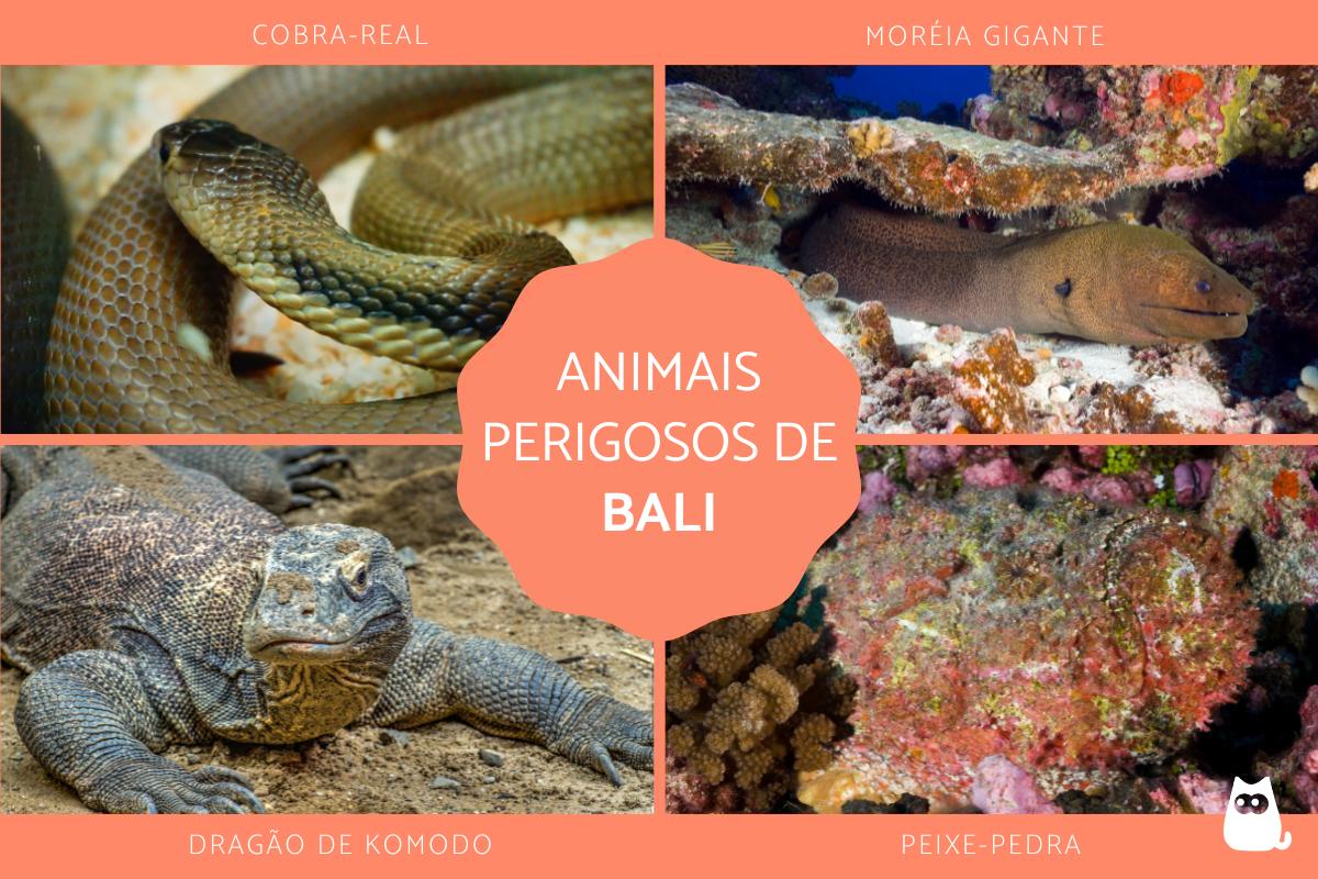 Animais perigosos em Bali