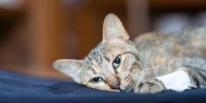 AVC em gatos - Sintomas, causas e tratamento