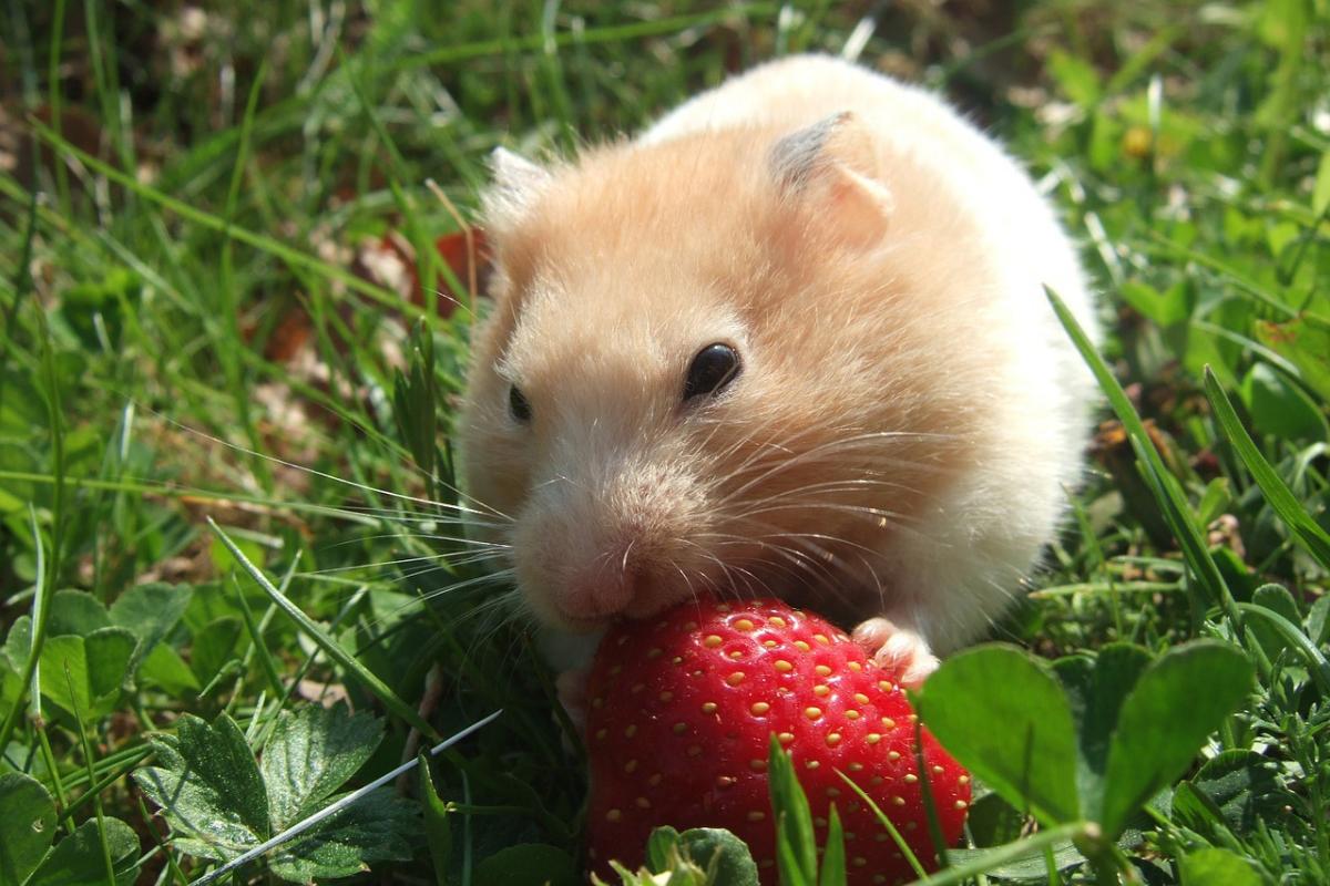 Frutas e verduras que hamster pode comer