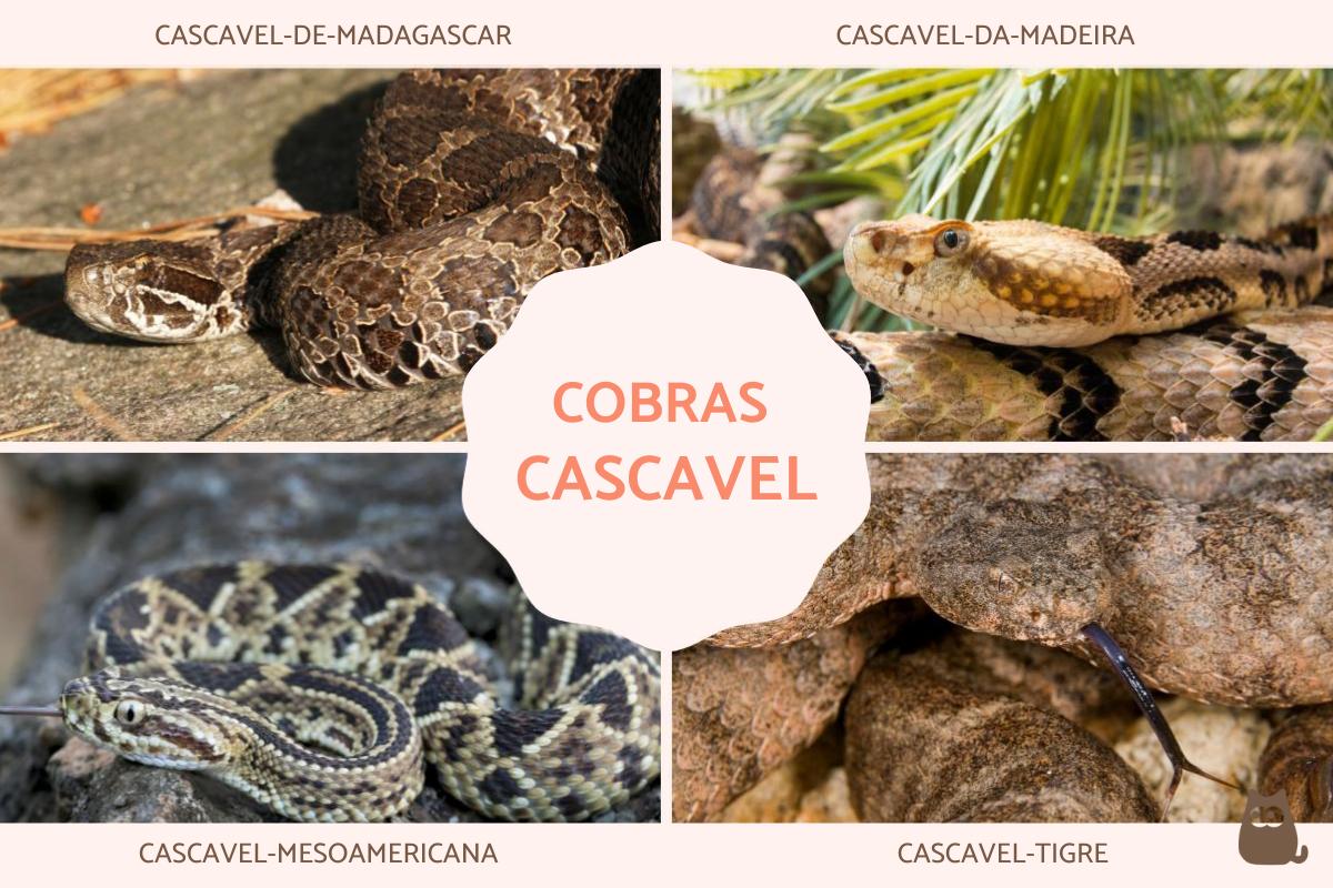 Cobras cascavel: tipos, veneno e características