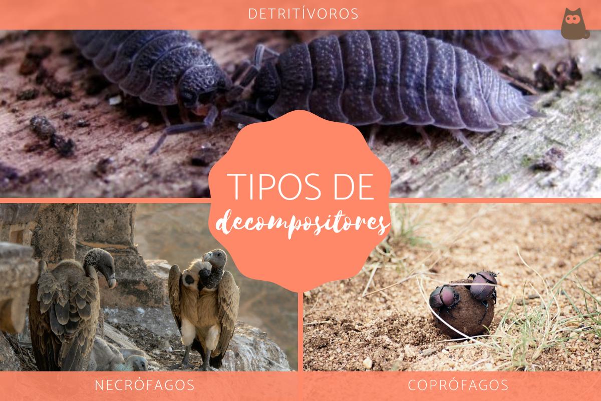 Seres decompositores: o que são, tipos e exemplos