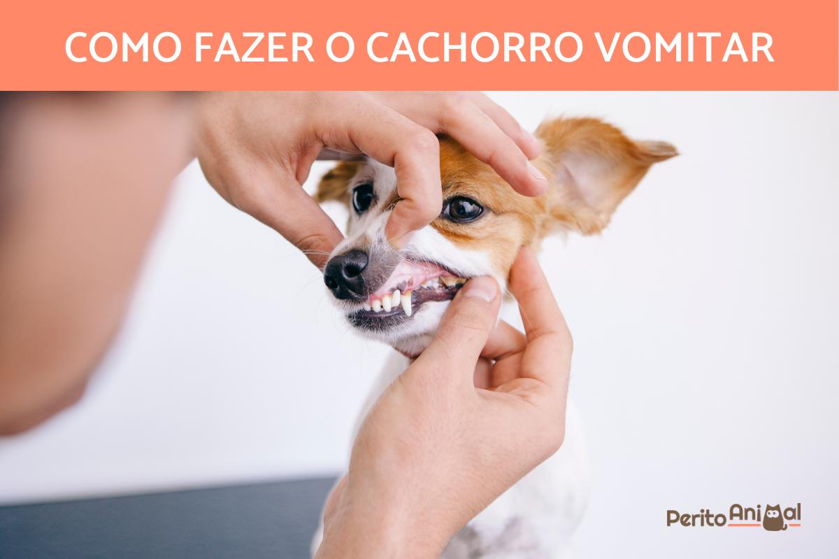 Como fazer um cachorro vomitar