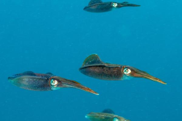 Tipos de lulas - Lula-de-recifes-do-caribe (Sepioteuthis sepioidea)