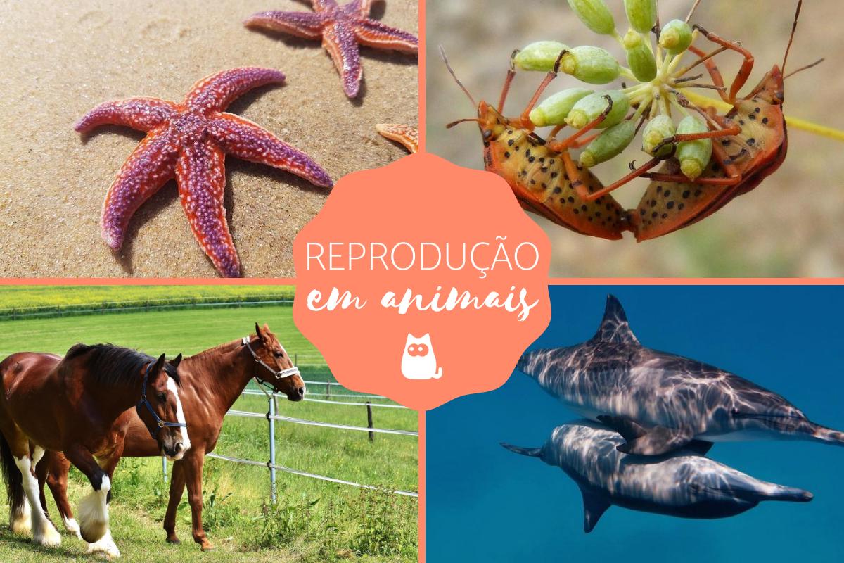 Reprodução em animais