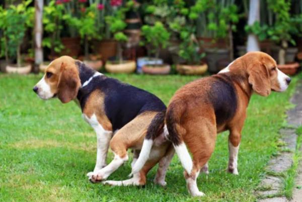 Quantas vezes a cadela precisa cruzar para engravidar? - Como saber se a cadela cruzou ou não?