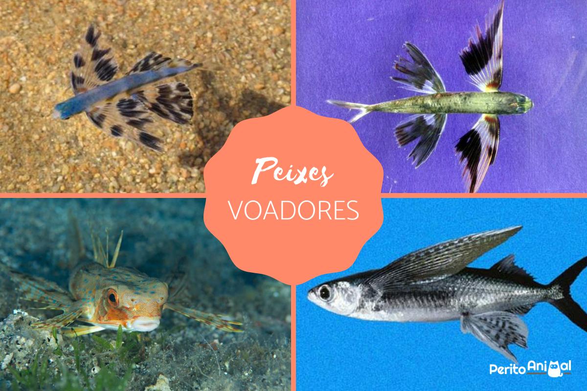 Peixes voadores - Tipos e características