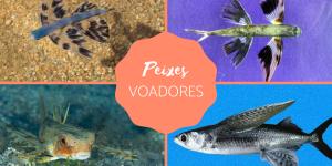 Peixes voadores - Tipos e características