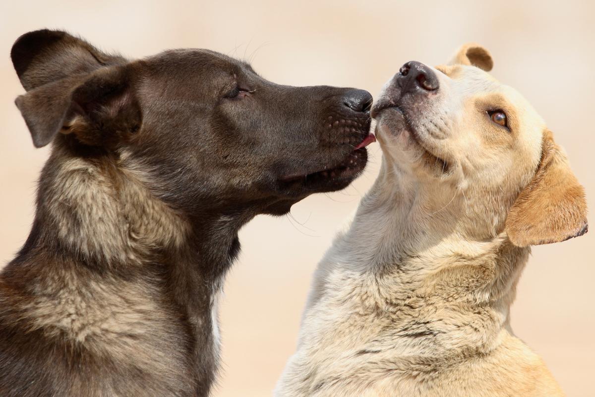 Quantas vezes a cadela precisa cruzar para engravidar?