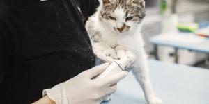 Faz três dias que meu gato não come: por que e o que fazer?