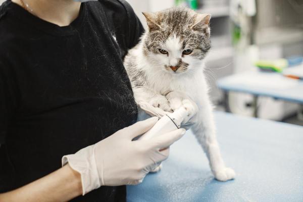 Faz três dias que meu gato não come: por que e o que fazer?