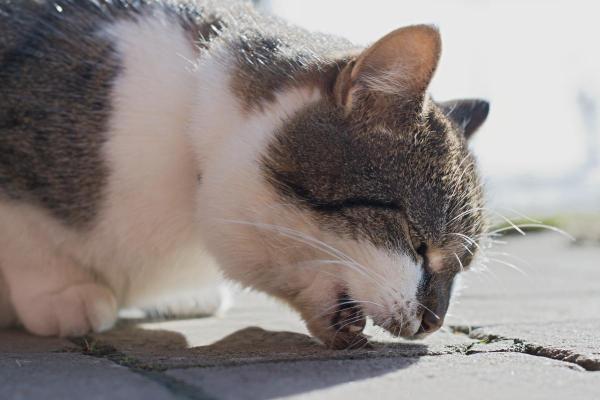 Faz três dias que meu gato não come: por que e o que fazer? - O que pode acontecer se um gato não comer por 3 dias?