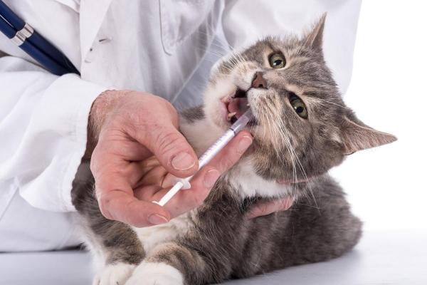 Faz três dias que meu gato não come: por que e o que fazer? - Trratamento para gato que não come há 3 dias