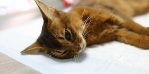 Como saber se o gato com FeLV está morrendo?