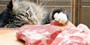 O meu gato me rouba comida, por quê?