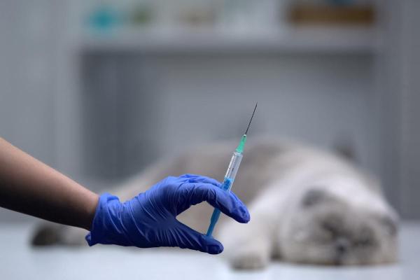 Como saber se o gato com FeLV está morrendo? - Perguntas frequentes sobre a morte de gatos com leucemia