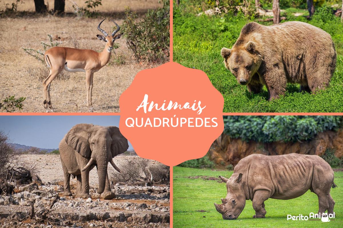 Animais quadrúpedes - Características e exemplos