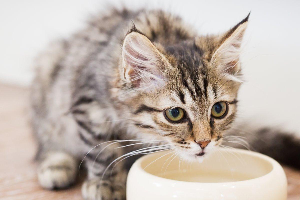 Remédios caseiros para gato com dor de estômago