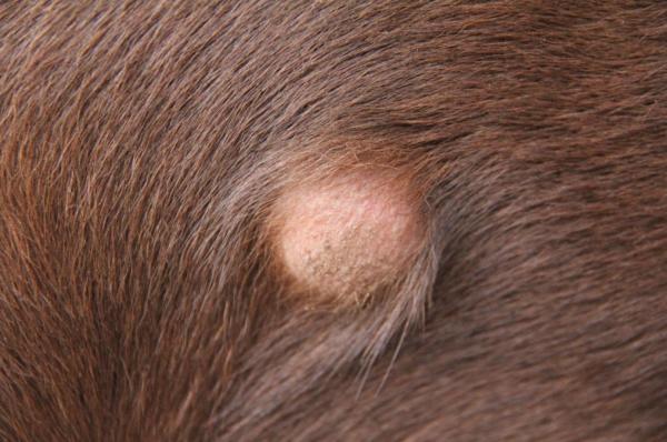 Abscesso em cães - Causas e tratamento - Tipos de abscessos em cães