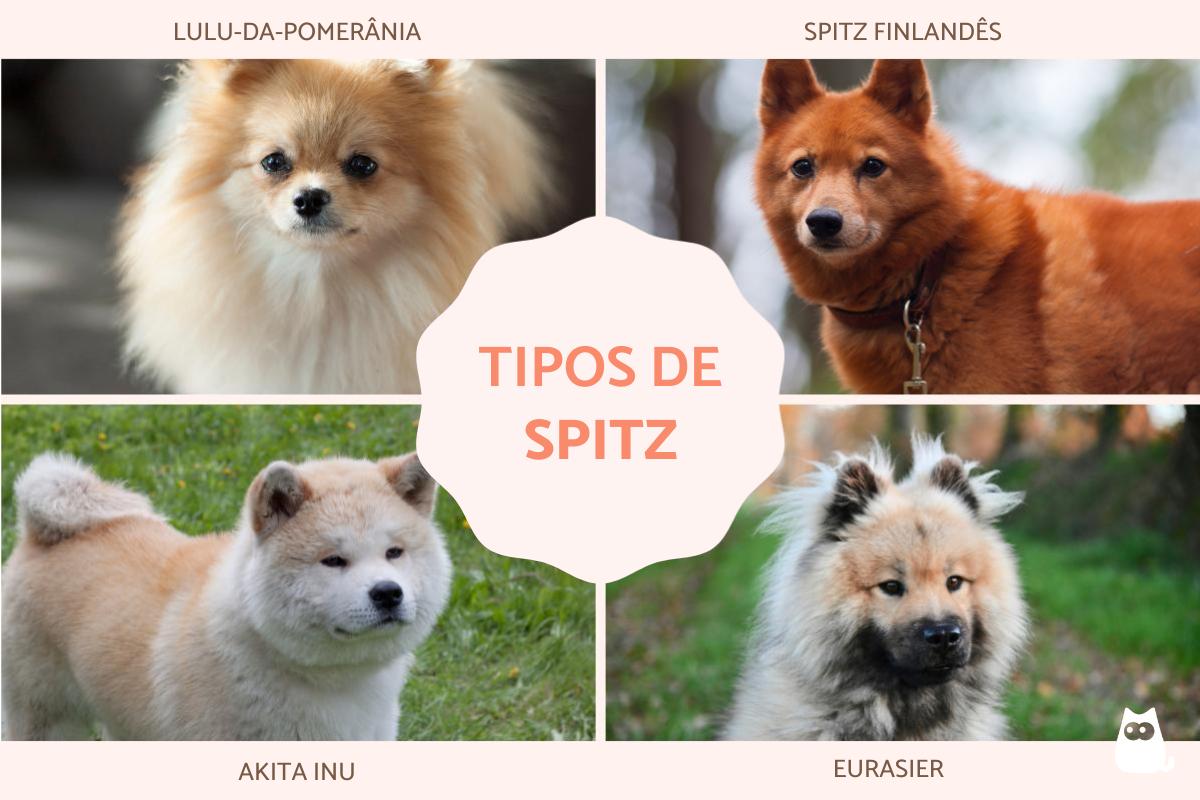 Tipos de spitz