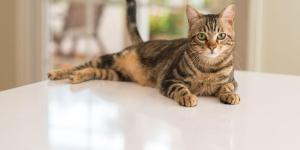 Anatomia do gato