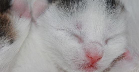 Por que as gatas comem seus filhotes?