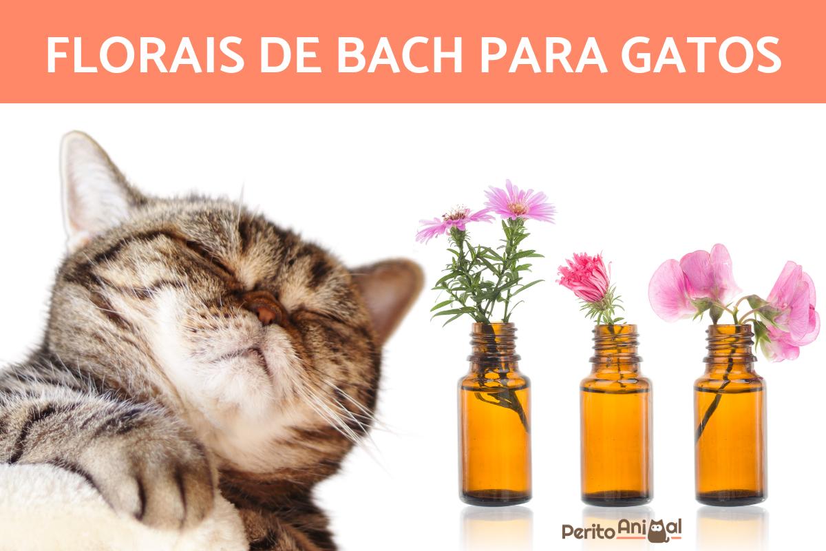 Florais de Bach para gatos