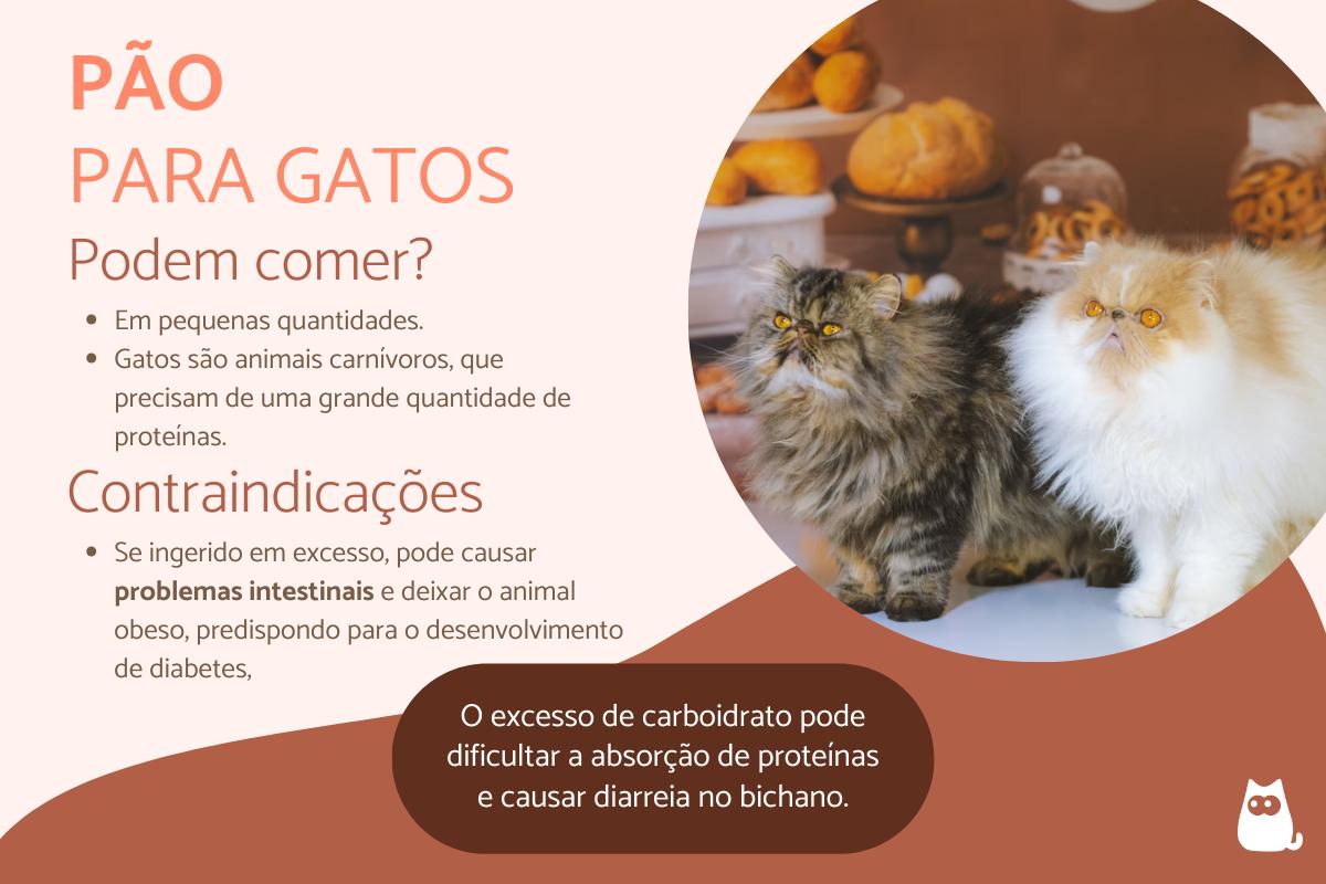 Gato pode comer pão?