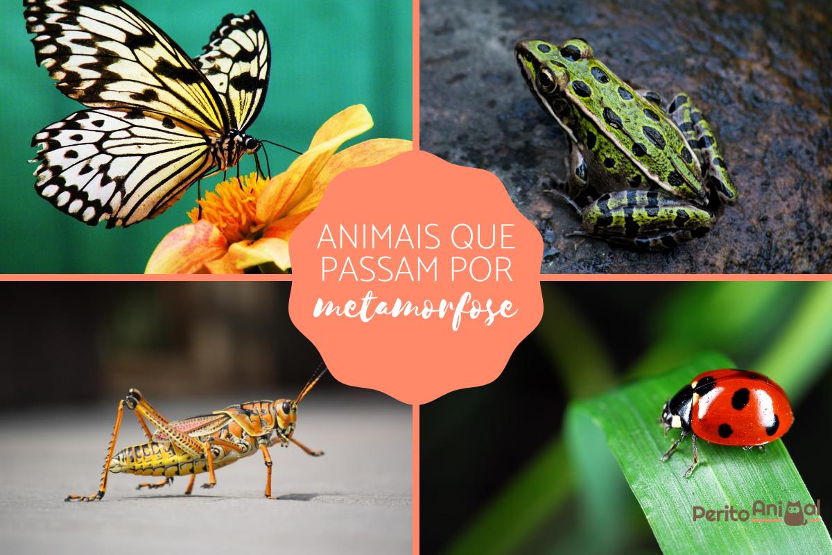 Animais que passam por metamorfose