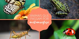 Animais que passam por metamorfose