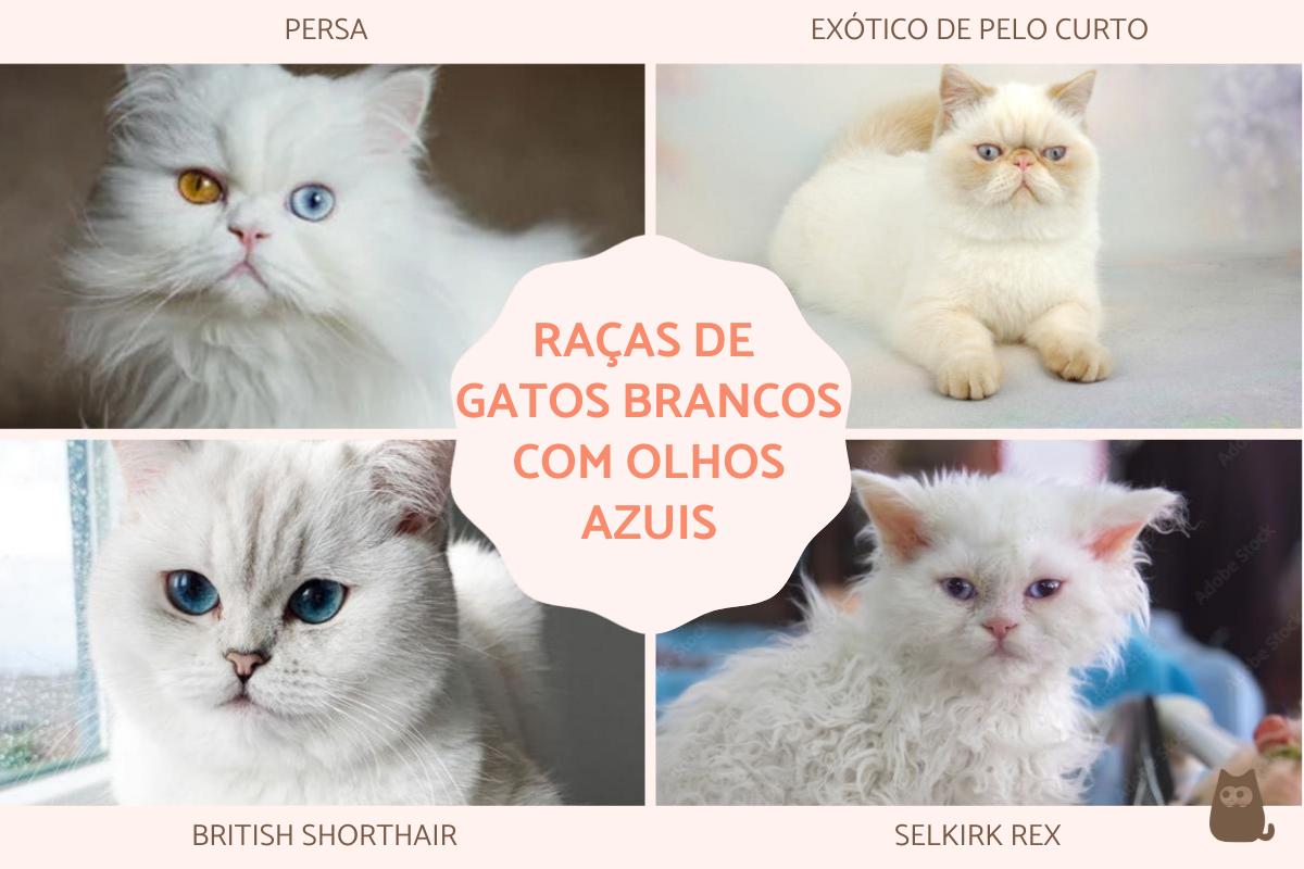 Gatos brancos com olhos azuis: raças com fotos