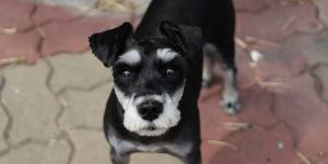 Posso mudar o nome do meu cachorro?