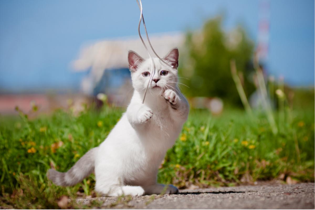 Remédios caseiros para as pulgas em gatos filhotes