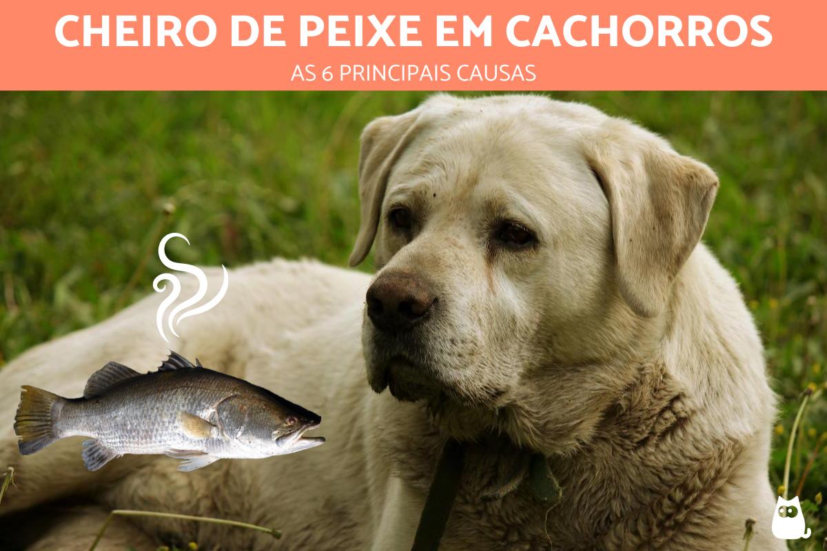 Cheiro de peixe em cachorro é normal? - Causas e tratamentos