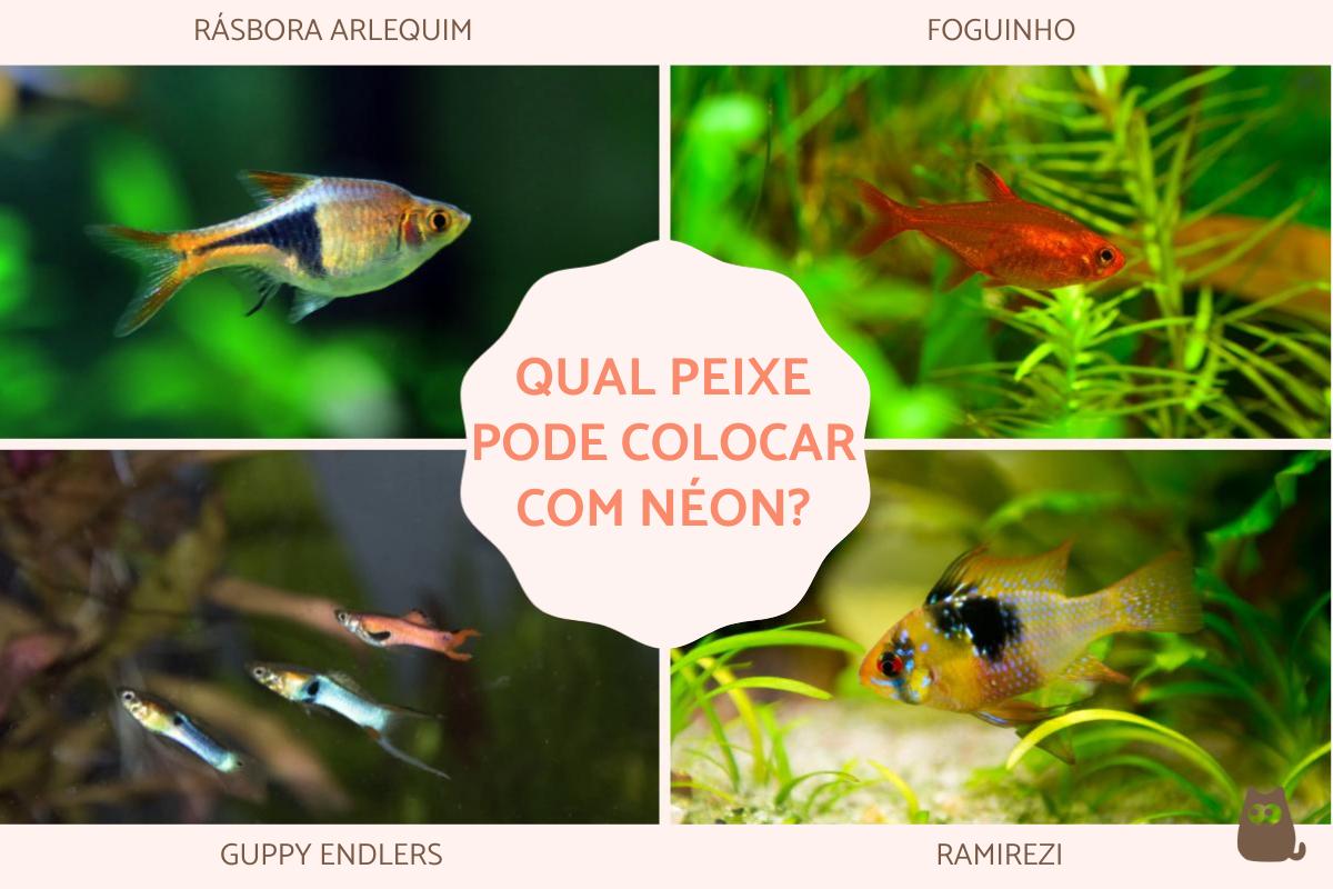 Qual peixe pode colocar com néon?
