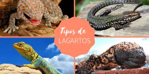 Tipos de lagartos - Exemplos e características