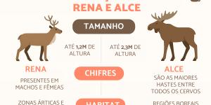 Qual a diferença de uma rena para um alce?