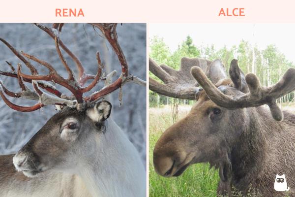 Qual a diferença de uma rena para um alce? - Qual é a diferença entre uma rena e um alce?