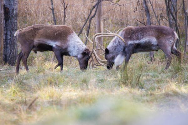 Qual a diferença de uma rena para um alce? - Quem é mais agressivo: a rena ou o alce?