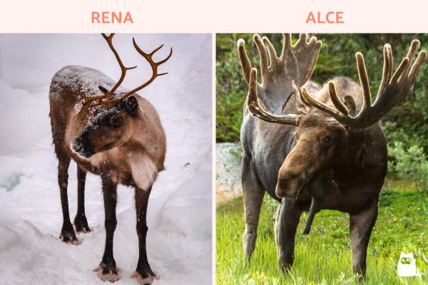 Qual a diferença de uma rena para um alce? - Renas e alces têm chifres?