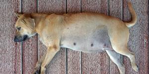 Como saber se a cachorra não vai conseguir parir?