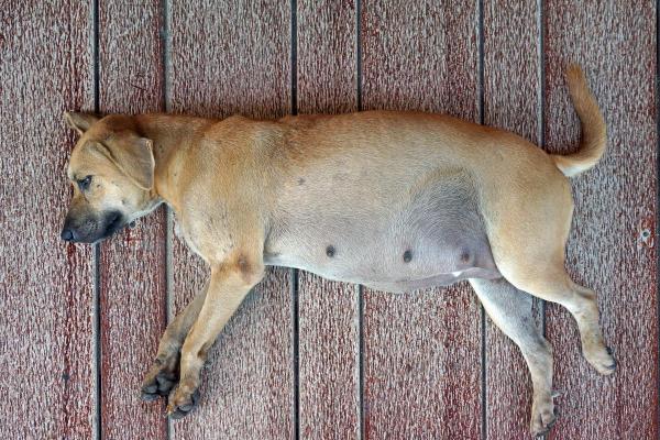 Como saber se a cachorra não vai conseguir parir?