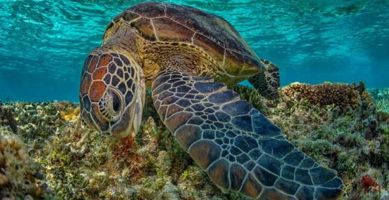 O que as tartarugas marinhas comem?