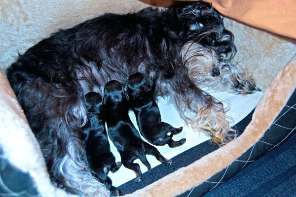 Como saber se a cachorra não vai conseguir parir? - Quanto tempo dura o trabalho de parto de uma cachorra normal?